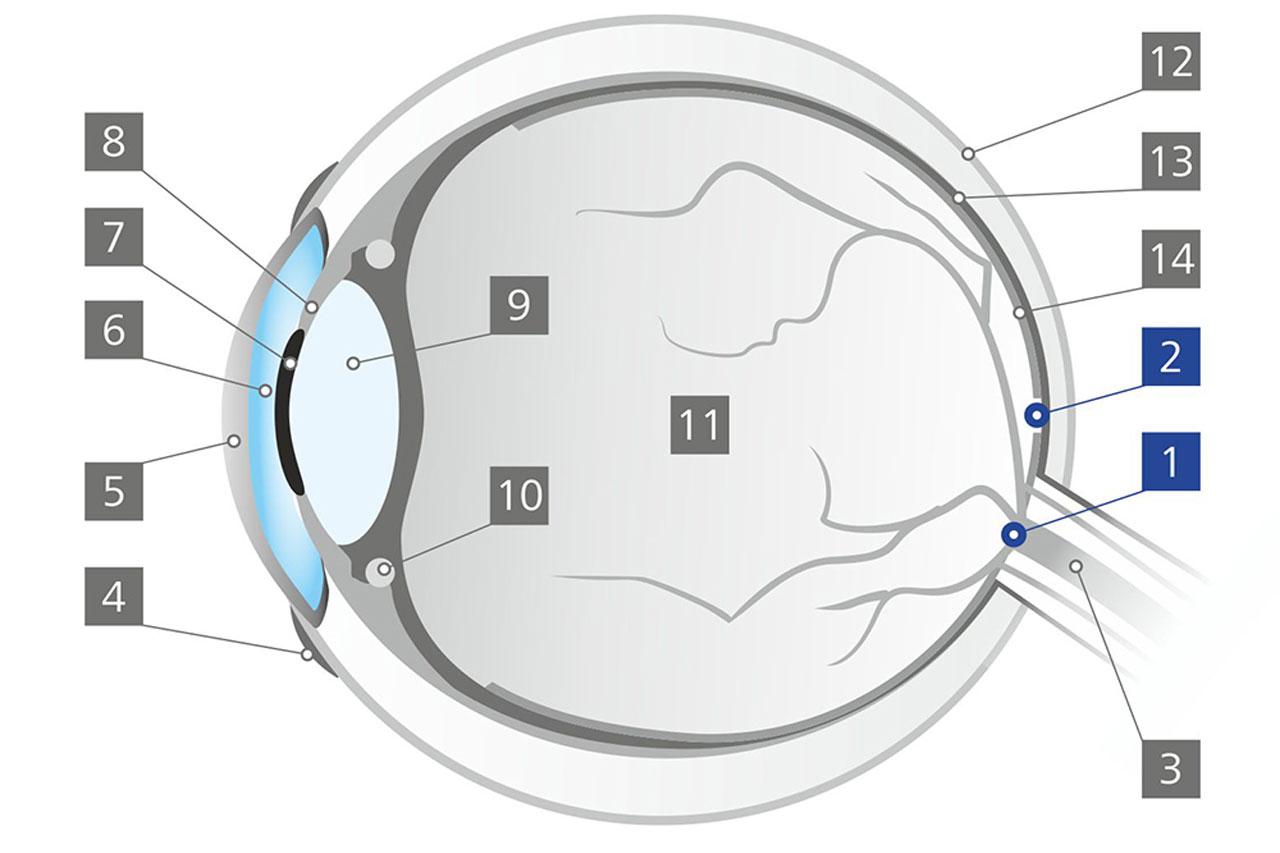 Slepá skvrna (Papilla nervi optici)